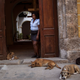 Illustration for article titled Official Cuban Street Dog Has A License To Be Adorable